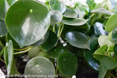 peperomia-polybotrya-