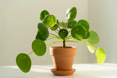 peperomia-polybotrya-1