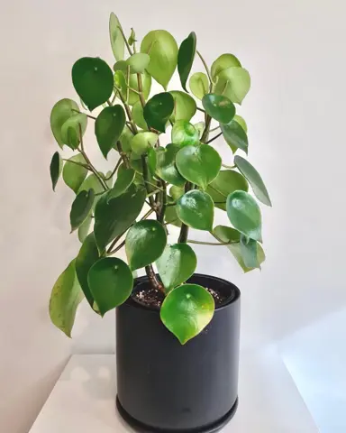 peperomia-polybotrya-2