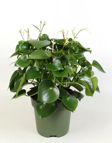 peperomia-polybotrya-3