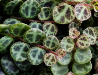 Peperomia prostrata plant with creeping stems and colourful leaves.