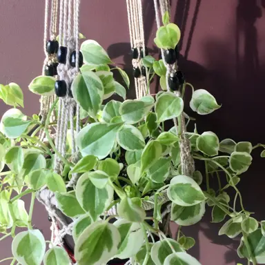 peperomia-scandens-1