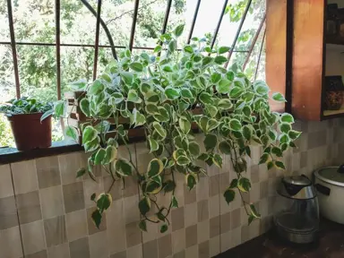 peperomia-scandens-2