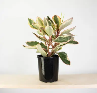 peperomia-tricolour--1