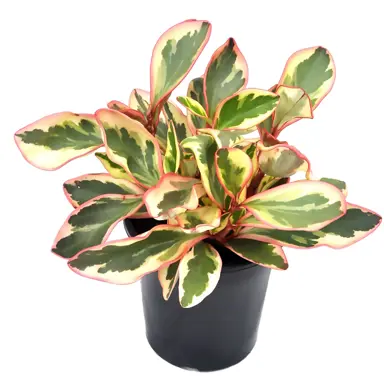 peperomia-tricolour-