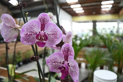 phalaenopsis-orchid-