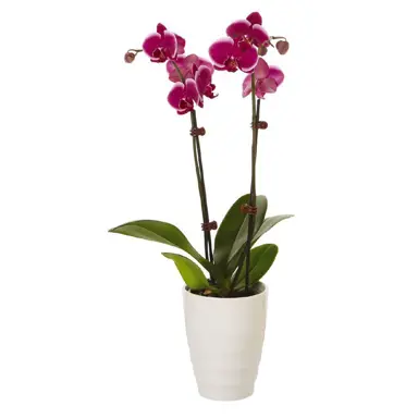 phalaenopsis-orchid-1