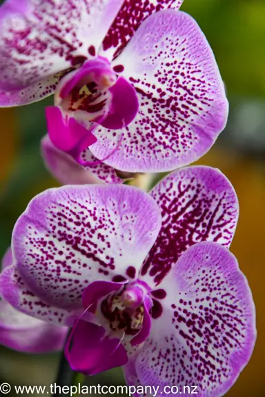 phalaenopsis-orchid-2