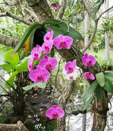 phalaenopsis-orchid-3