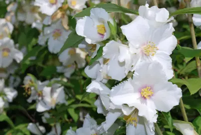 Philadelphus 'Beauclerk' plant with white flowers.