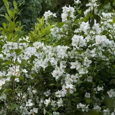 Philadelphus 'Belle Etoile' white flowers and green foliage.