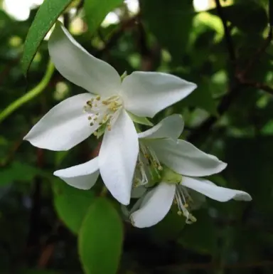 Philadelphus 'Birchlands' white flower.