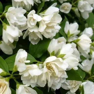 Philadelphus 'Boule d'Argent' white flowers.