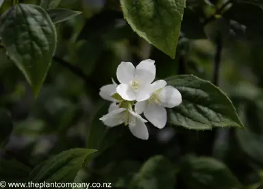 philadelphus-coronarius--1