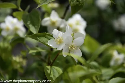 philadelphus-coronarius-