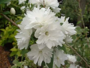 Philadelphus 'Frosty Morn' white flowers.