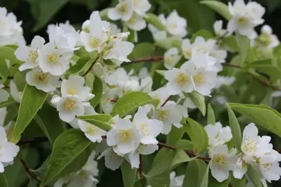 Philadelphus lemoinei plant with white flowers.