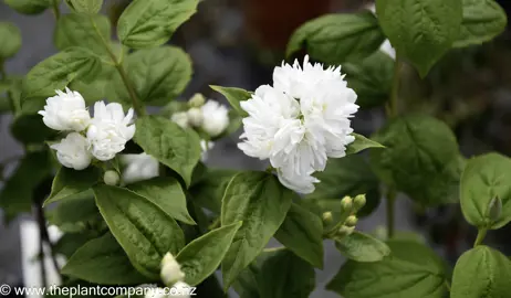 philadelphus-snowdrift--1