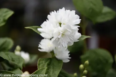 philadelphus-snowdrift--2