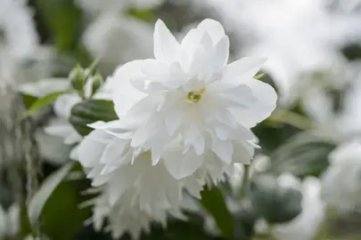 philadelphus-snowflake-