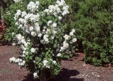 philadelphus-snowflake-1