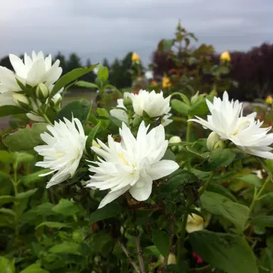 philadelphus-snowflake-2