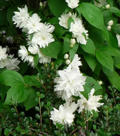 philadelphus-snowflake-3