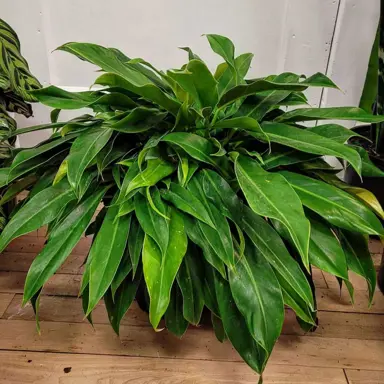 philodendron-little-phil-