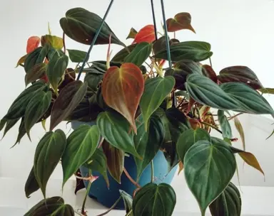 philodendron-micans-