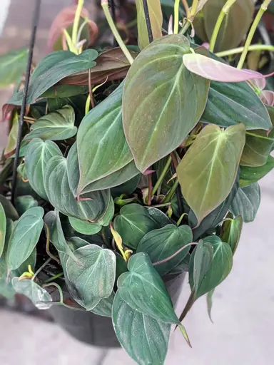 philodendron-micans-1