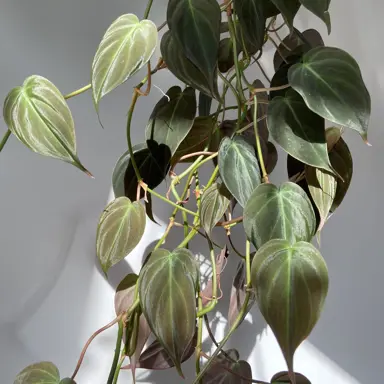 philodendron-micans-2