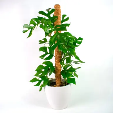 Philodendron minima plant growing in a pot.