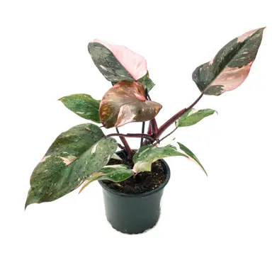 philodendron-pink-princess-