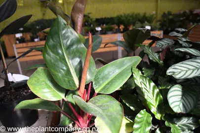 philodendron-rojo-congo-