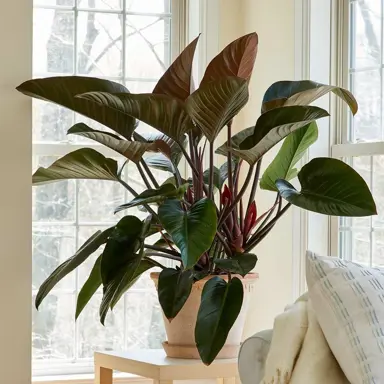 philodendron-rojo-congo-2