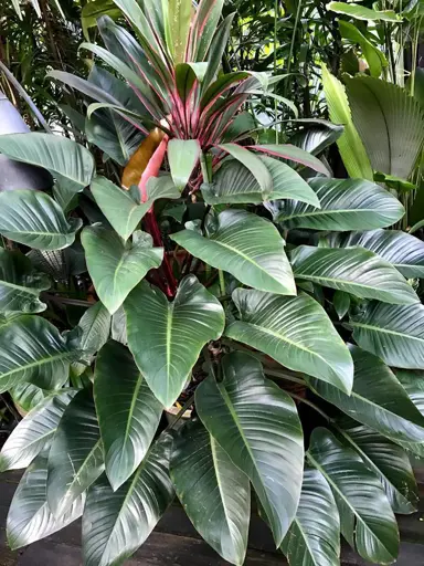 philodendron-rojo-congo-3