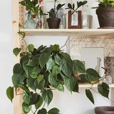 Philodendron scandens plant growing on a shelf with trailling stems.