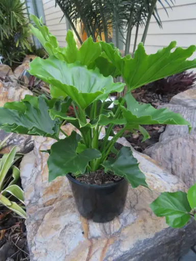 philodendron-selloum-hope-