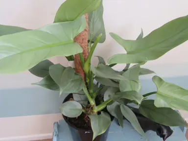 philodendron-silver-arrow-