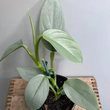 philodendron-silver-arrow-1