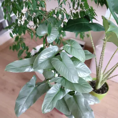 philodendron-silver-arrow-2