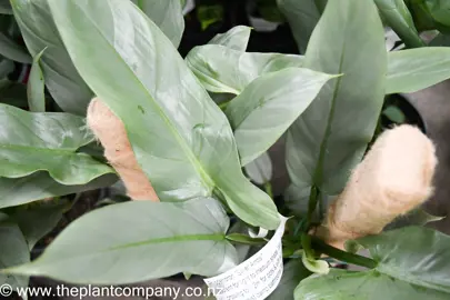 philodendron-silver-arrow-4