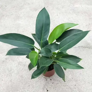 Philodendron Thai Congo plant growing in a pot.