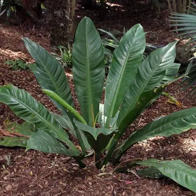 Philodendron wendlandii plant with lush green foliage.