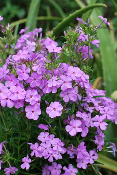 phlox-minnie-pink-