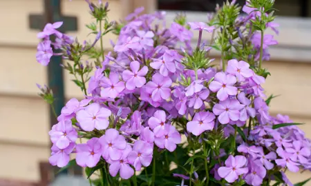 phlox-minnie-pink-1