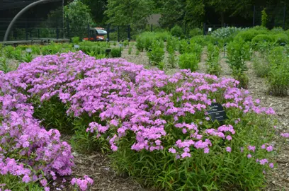 phlox-minnie-pink-3