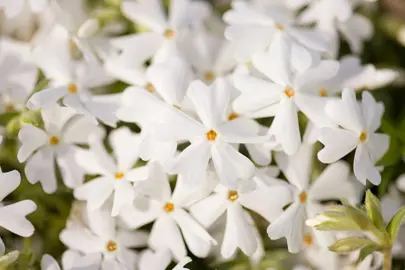 phlox-white-delight-