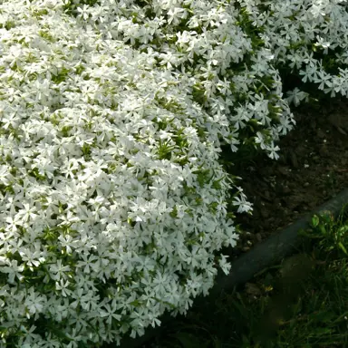 phlox-white-delight-1