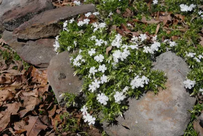 phlox-white-delight-2